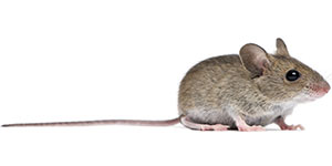 Toronto Rats or Mice Control