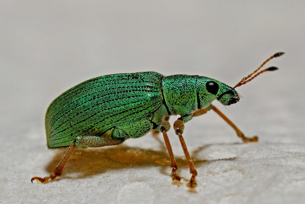 Commercial Pest Control Newmarket