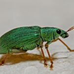 Commercial Pest Control Newmarket