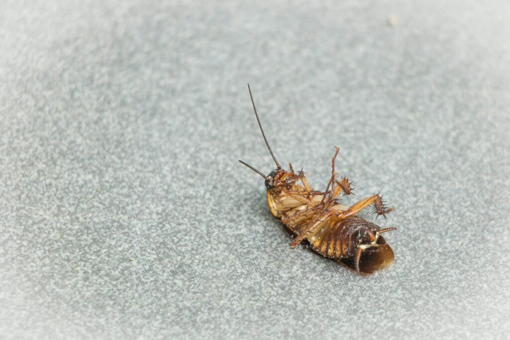 Barrie Pest Control